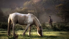 Horses artwork