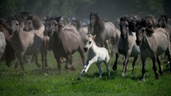 Horses baby animals