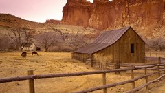 Horses barn deserts