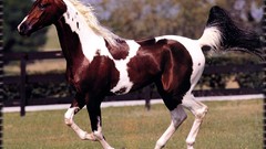 Horses bay May National