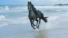 Horses Beaches