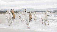 Horses Beaches