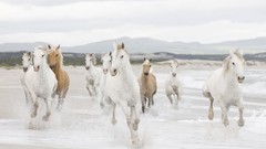 Horses Beaches