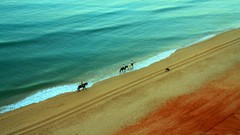 Horses Beaches water Landscapes