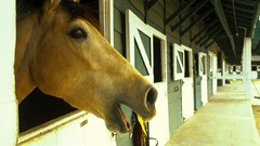 Horses California resort animal ears