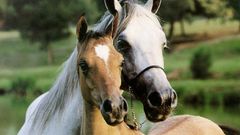 Horses couple animal