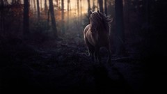 Horses forests