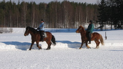 Horses iceland Icelandic World