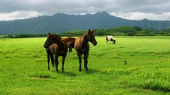 Horses Islands