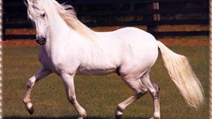 Horses january ranch