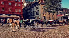 Horses mat Warsaw houses ride citylife