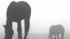 Horses mist animal