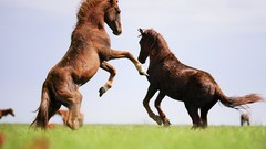 Horses national geographic