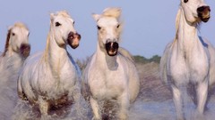 Horses national geographic