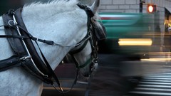 Horses national geographic