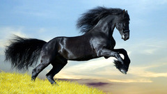 Horses nature