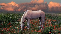 Horses nature Animals