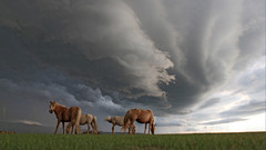 Horses nature Animals