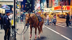 Horses police Manhattan Times Square 2009 new york city