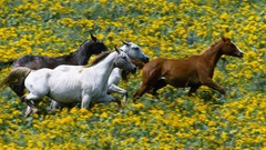 Horses running