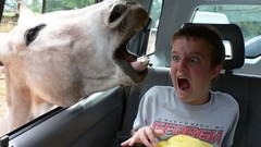 Horses scared F.E.A.R.