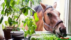 Horses window vegetables eating