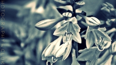 Hosta by high