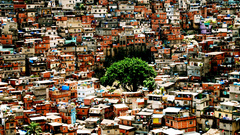 Houses alone tree Cool