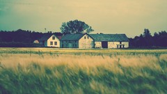 Houses feild