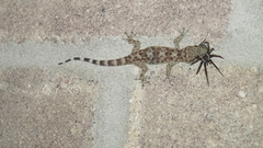 Houses gecko spiders House