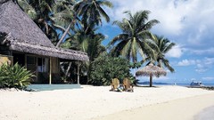 Houses lonely palm trees