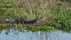 How about some wetlands