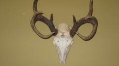 How about white tail