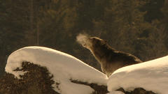 Howl high Resolution