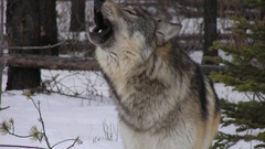 Howling wolf Wolves