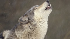 Howling wolf Wolves
