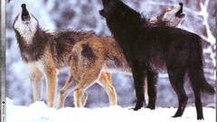 Howling wolf Wolves