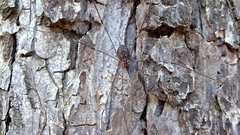 Huge freakin Daddy longlegs