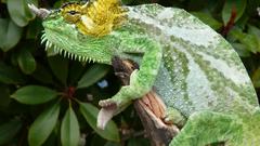 Hugo 007 high Celebrity