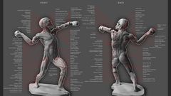 Human male high anatomy Resolution ecorche