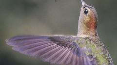 Hummingbirds