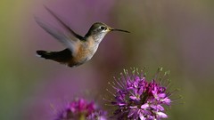 Hummingbirds