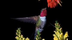 Hummingbirds