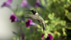 Hummingbirds