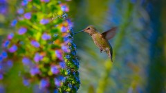 Hummingbirds