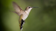 hummingbirds Birds Animals