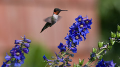 Hummingbirds blue Flowers flower