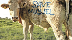 Humor Quotes graffiti Cows