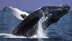 Humpback whale