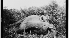 Hunter monochrome elephants